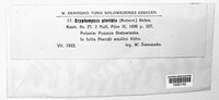Cryptomycina pteridis image